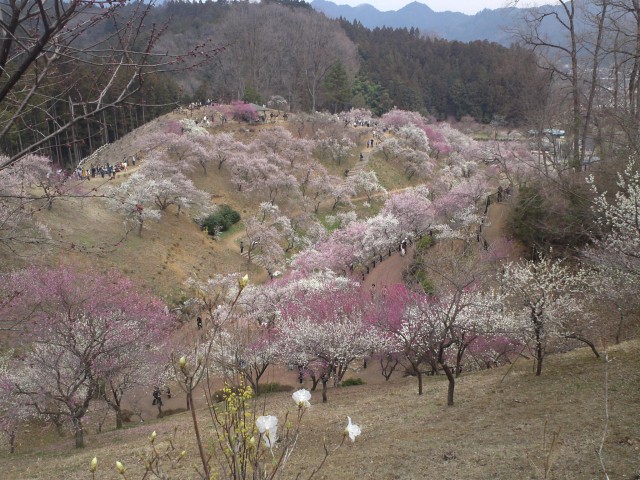 青梅市梅の公園