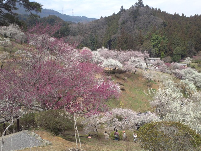 青梅市梅の公園