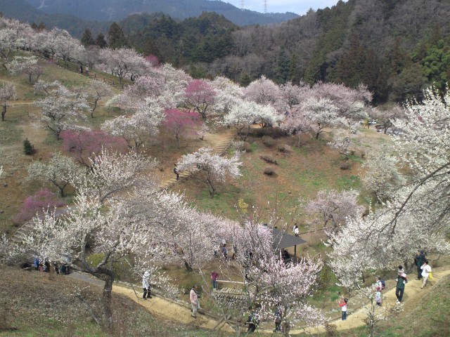 青梅市梅の公園