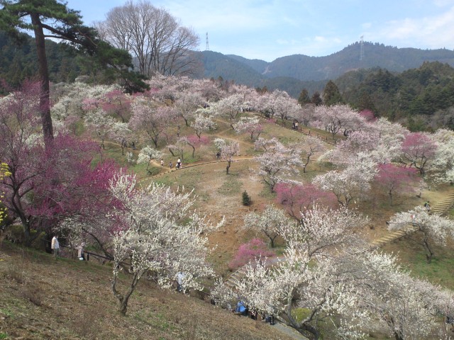 青梅市梅の公園