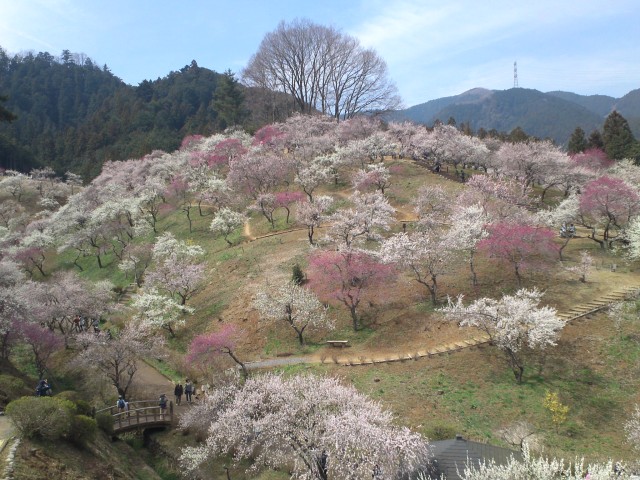 青梅市梅の公園