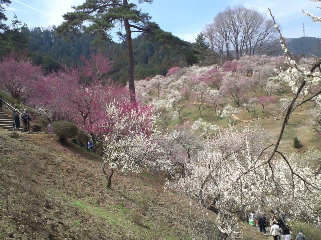 青梅市梅の公園