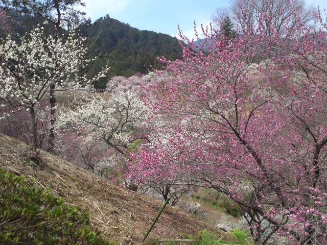 青梅市梅の公園