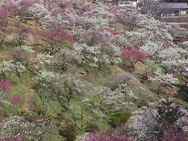 青梅市梅の公園