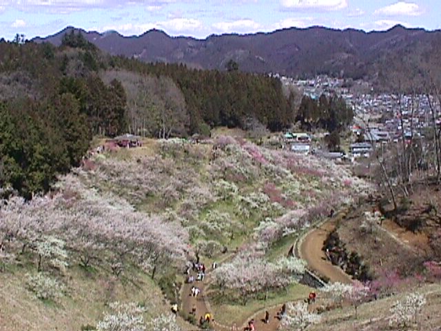 青梅市梅の公園