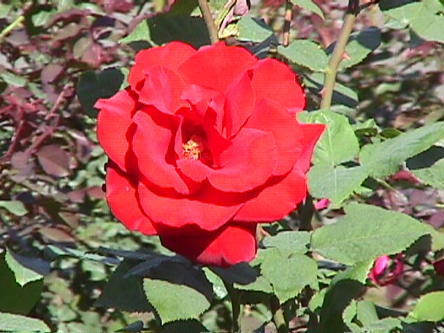 神代植物公園のバラ