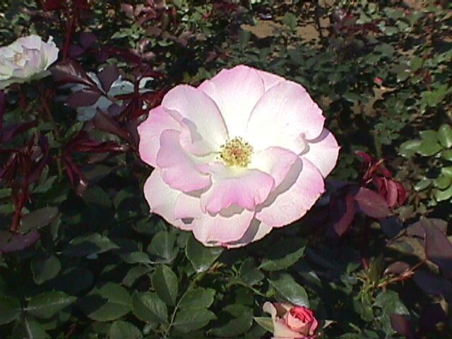 神代植物公園のバラ