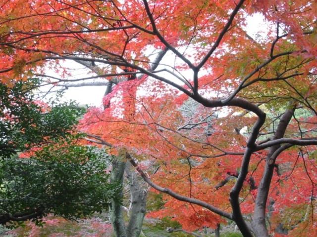 小石川後楽園