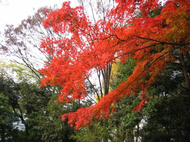 小石川後楽園