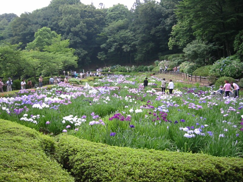 薬師池公園の花菖蒲