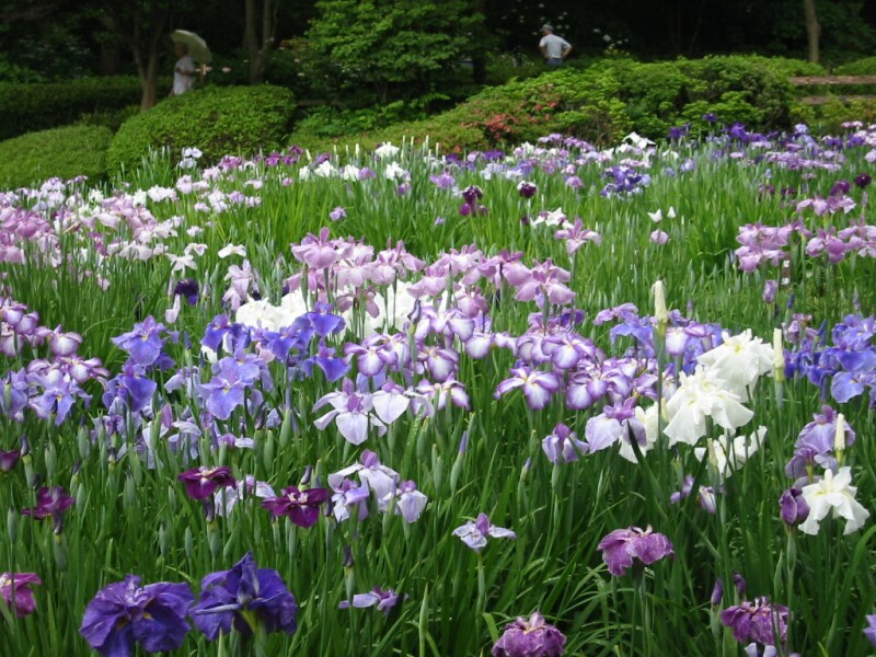 薬師池公園の花菖蒲