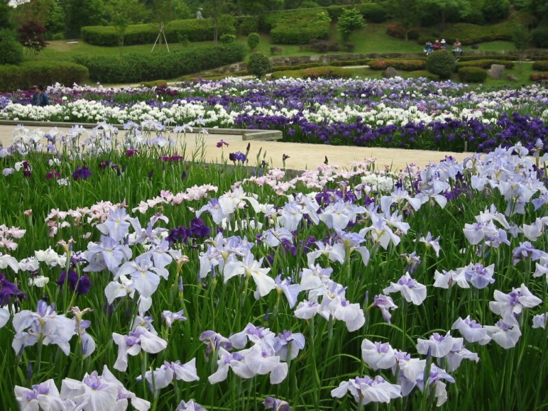 相模原公園の花菖蒲