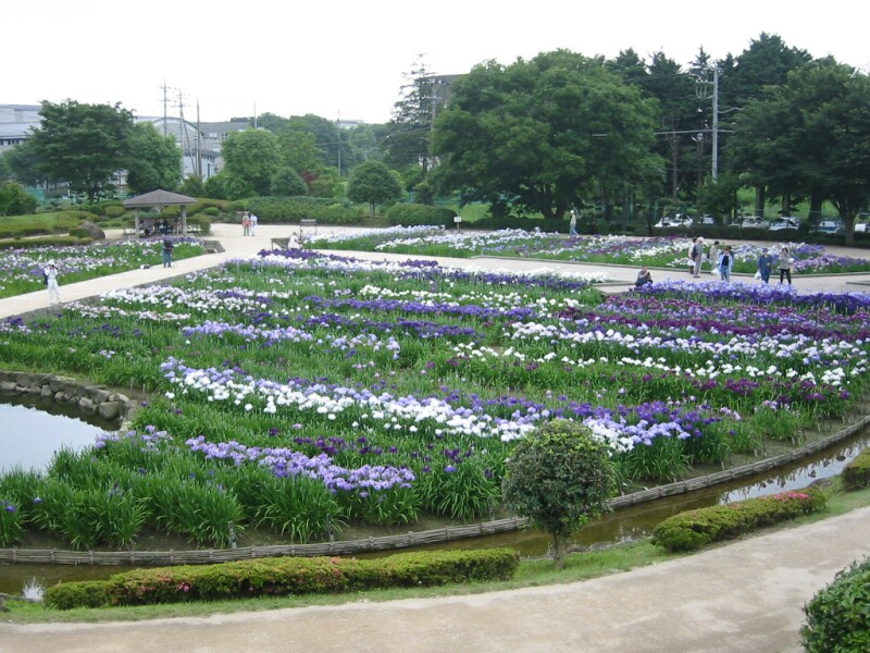 相模原公園の花菖蒲