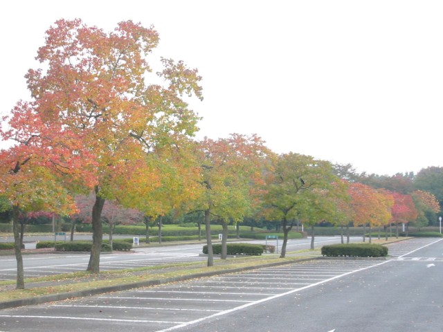 昭和記念公園の秋