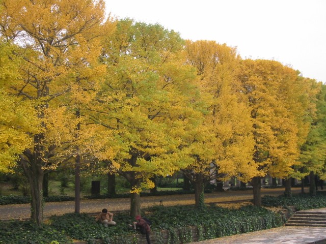 昭和記念公園の秋