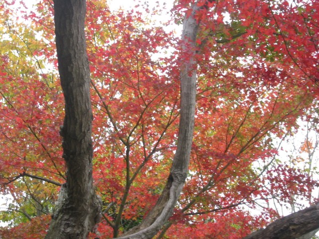 昭和記念公園の秋