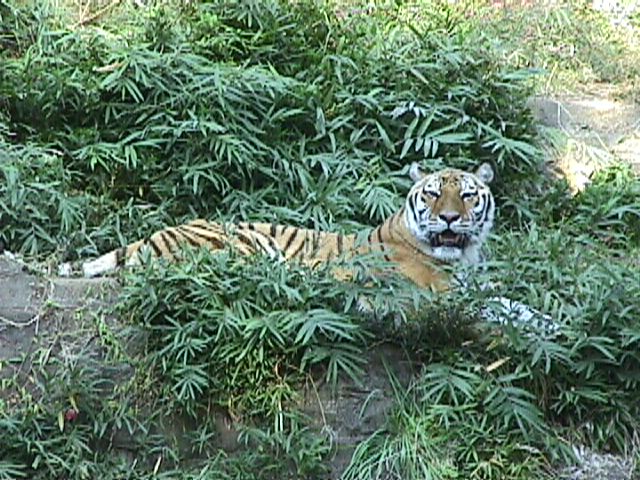 多摩動物公園の虎