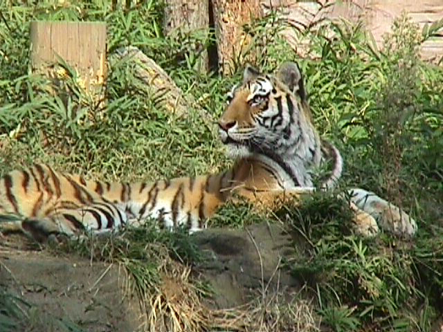 多摩動物公園の虎