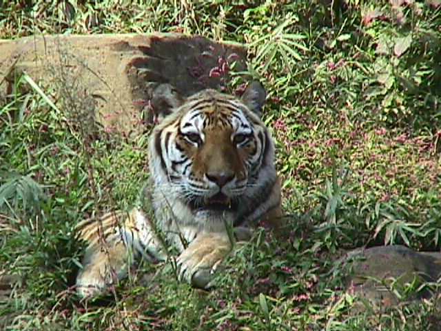 多摩動物公園の虎