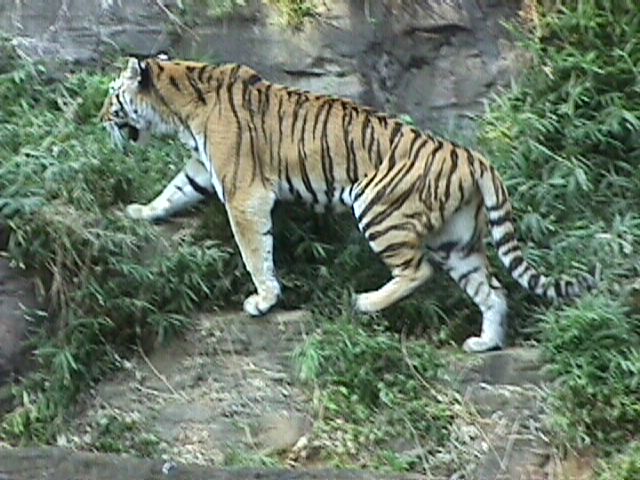 多摩動物公園の虎