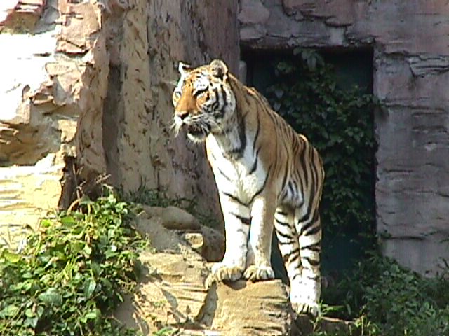 多摩動物公園の虎