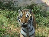 多摩動物公園の虎