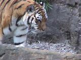 多摩動物公園の虎