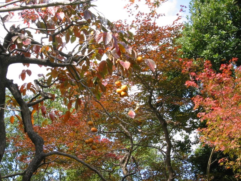 大河内山荘庭園